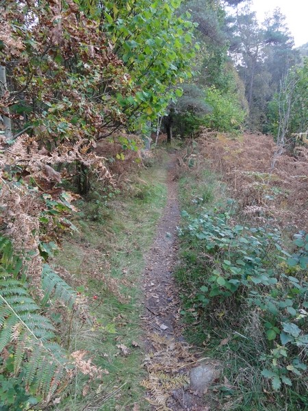 Singletrack from Coronation Bridge