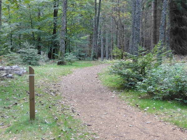 Singletrack through the trees