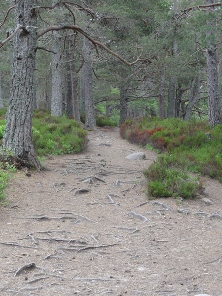 Track with tree routes