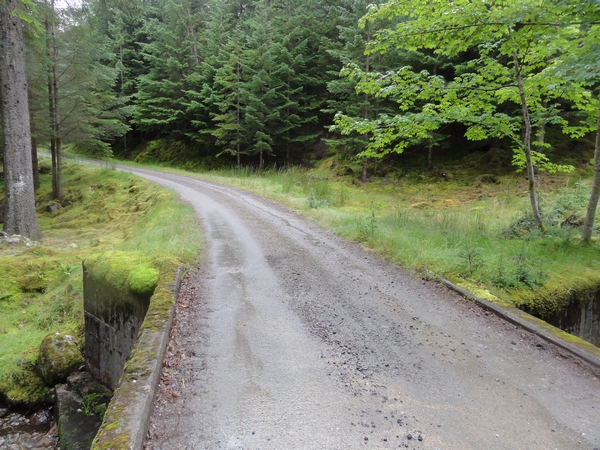 Track heads through woodland