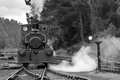 Bon Accord, Strathspey Railway by Dave Banks Photography