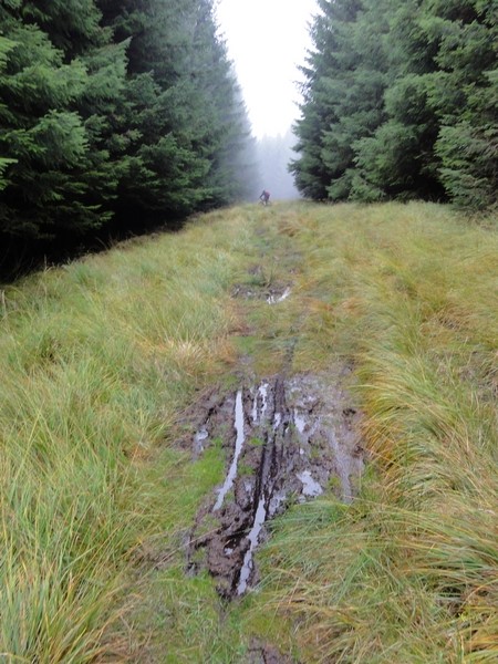 Heading through the fire break