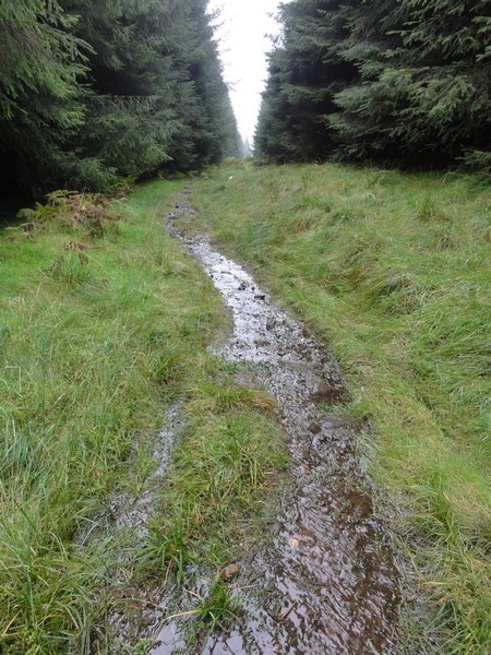 Track resembles small burn