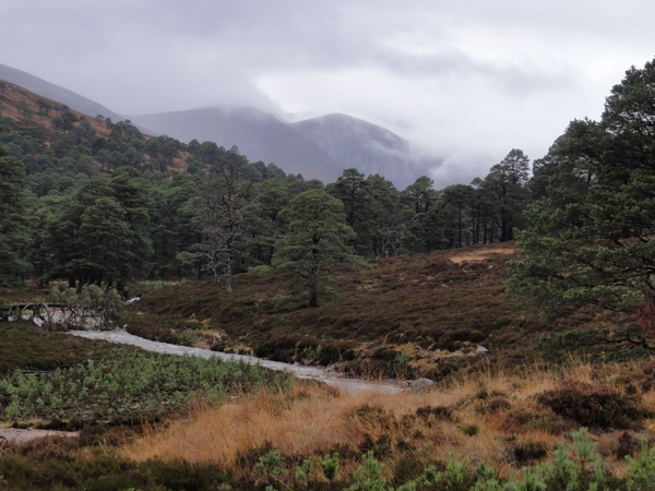 Looking up Glen Derry